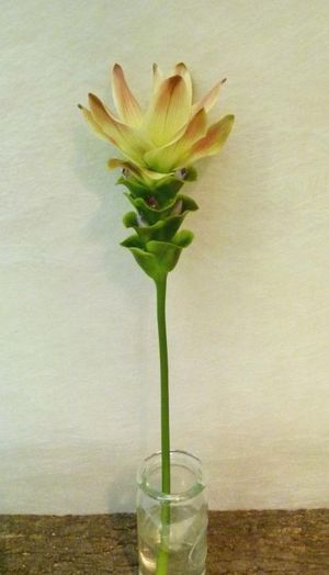 CURCUMA SIAM SOLAR 50